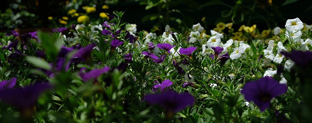 Impressions Outdoors