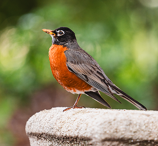 Bird Scavenger Hunt