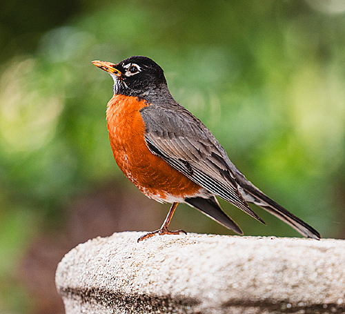 Bird Scavenger Hunt