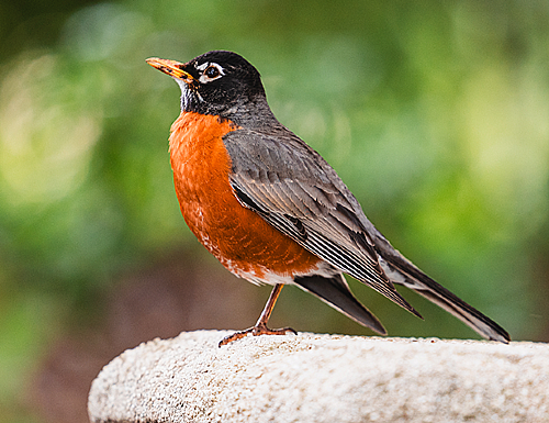 Bird Scavenger Hunt
